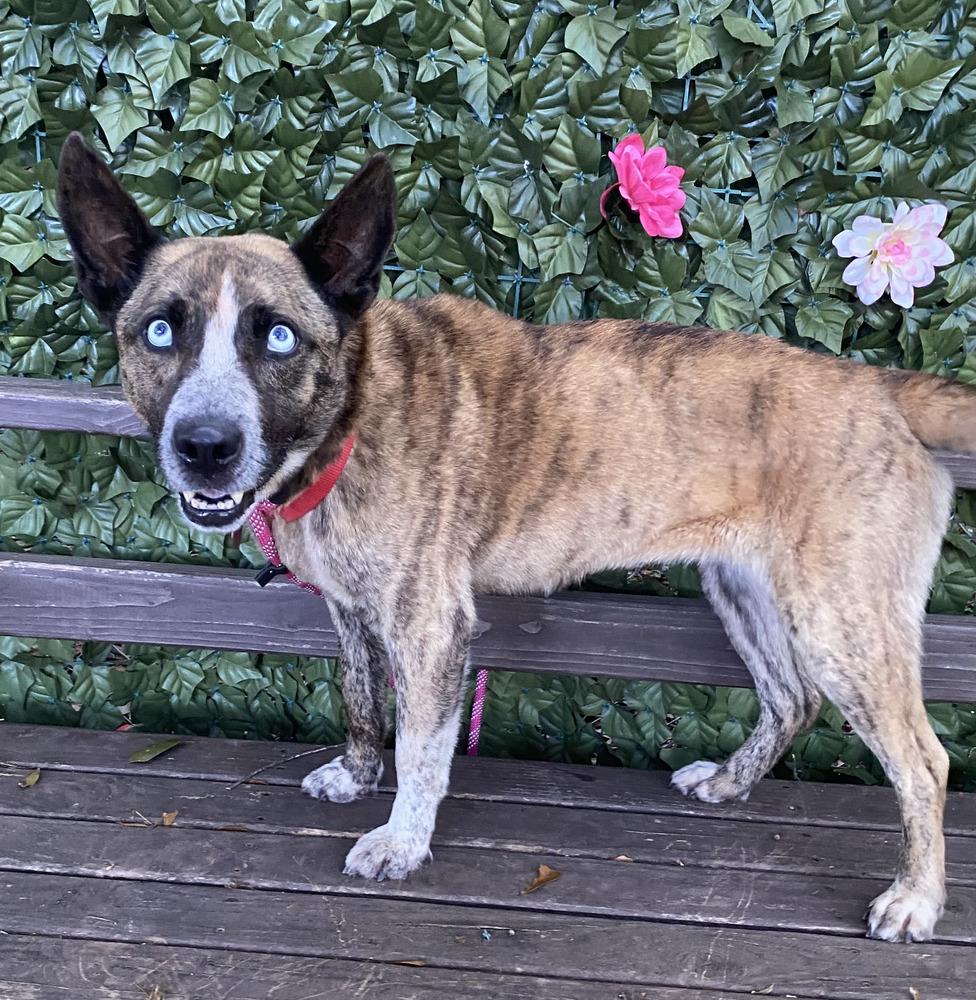 7443 Lucy, a Adoptable mixed breed in Hartwell, GA image 4/6