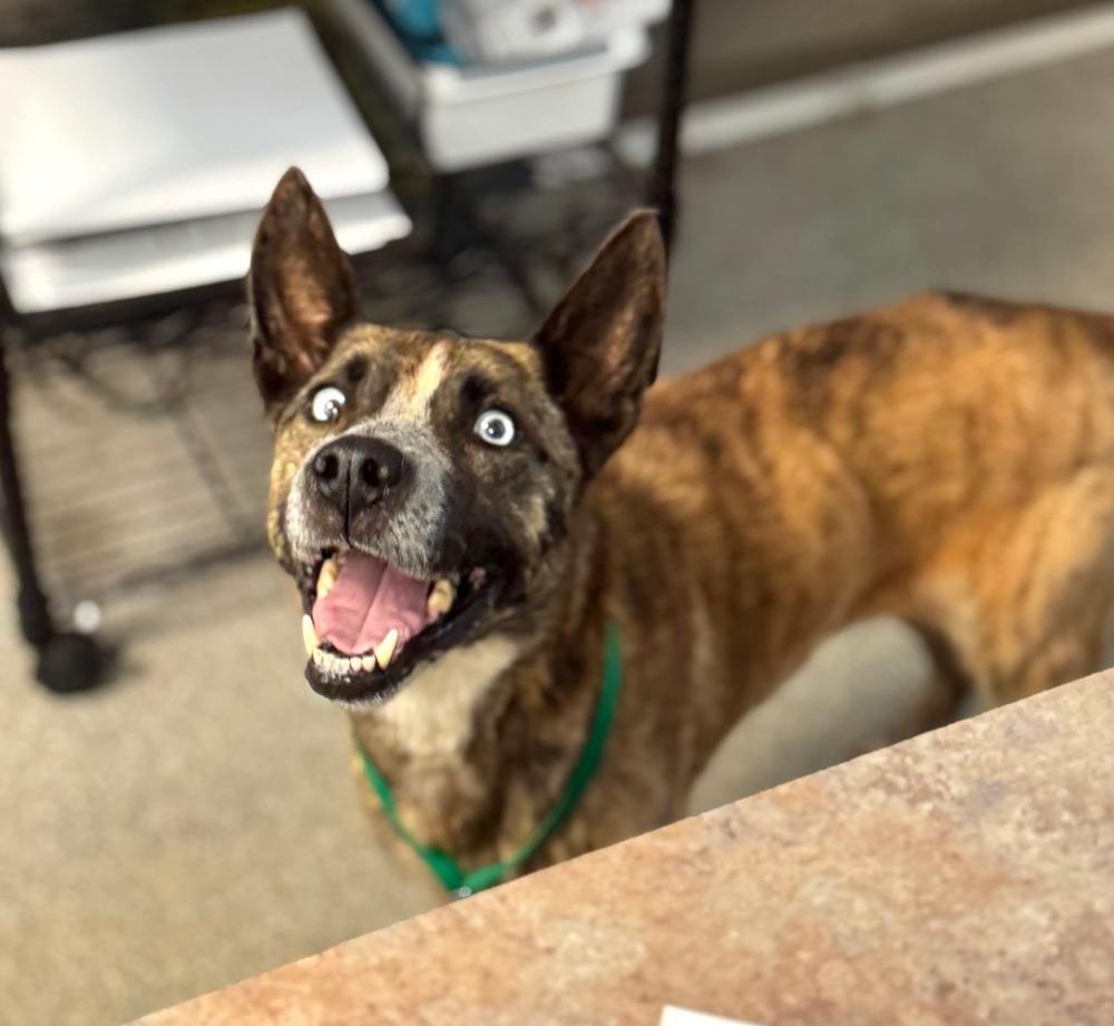 7443 Lucy, a Adoptable mixed breed in Hartwell, GA image 5/6