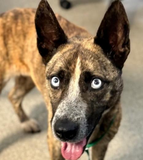 7443 Lucy, a Adoptable mixed breed in Hartwell, GA image 6/6