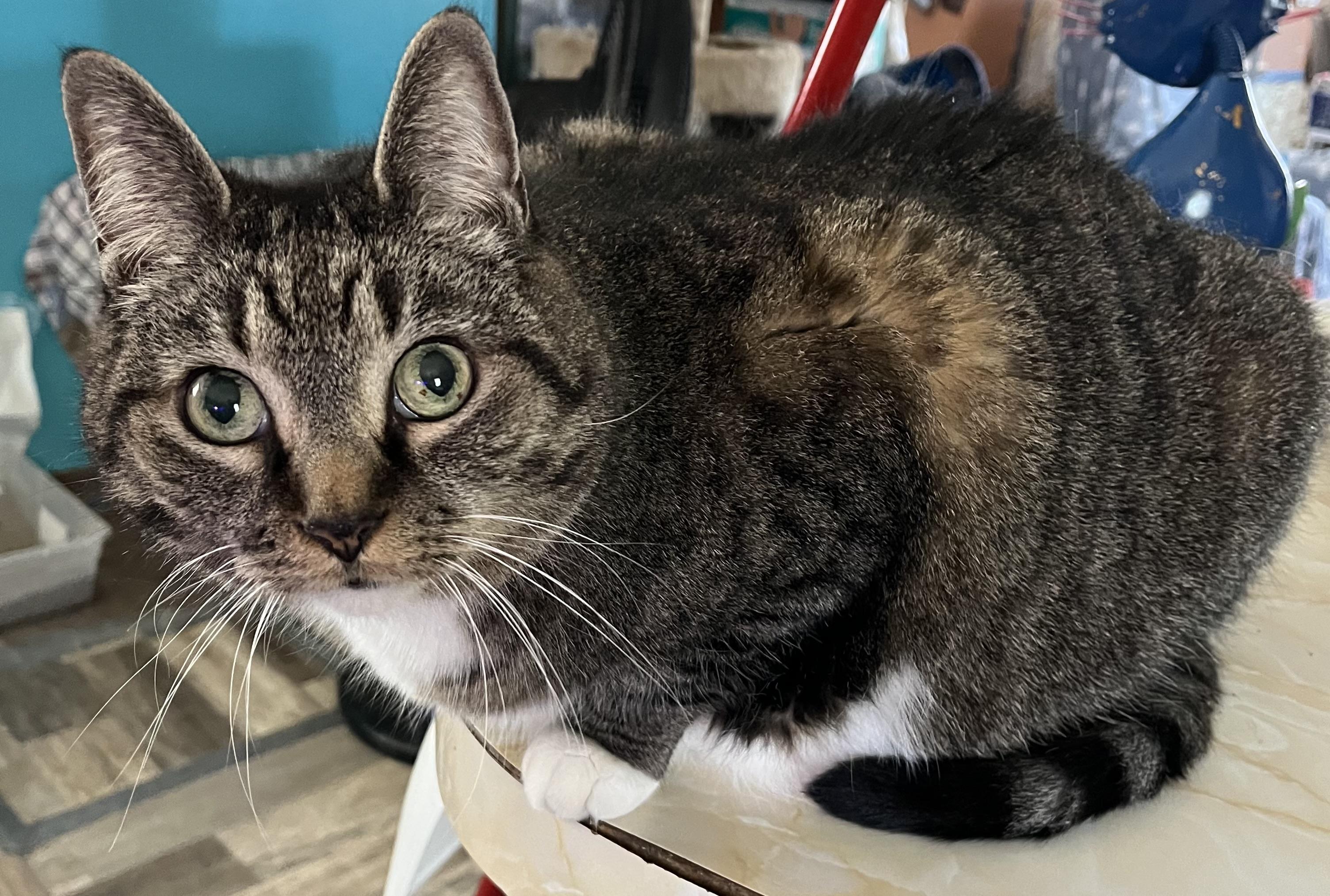 Jasper, Adopted, Adult Male Domestic Short Hair.