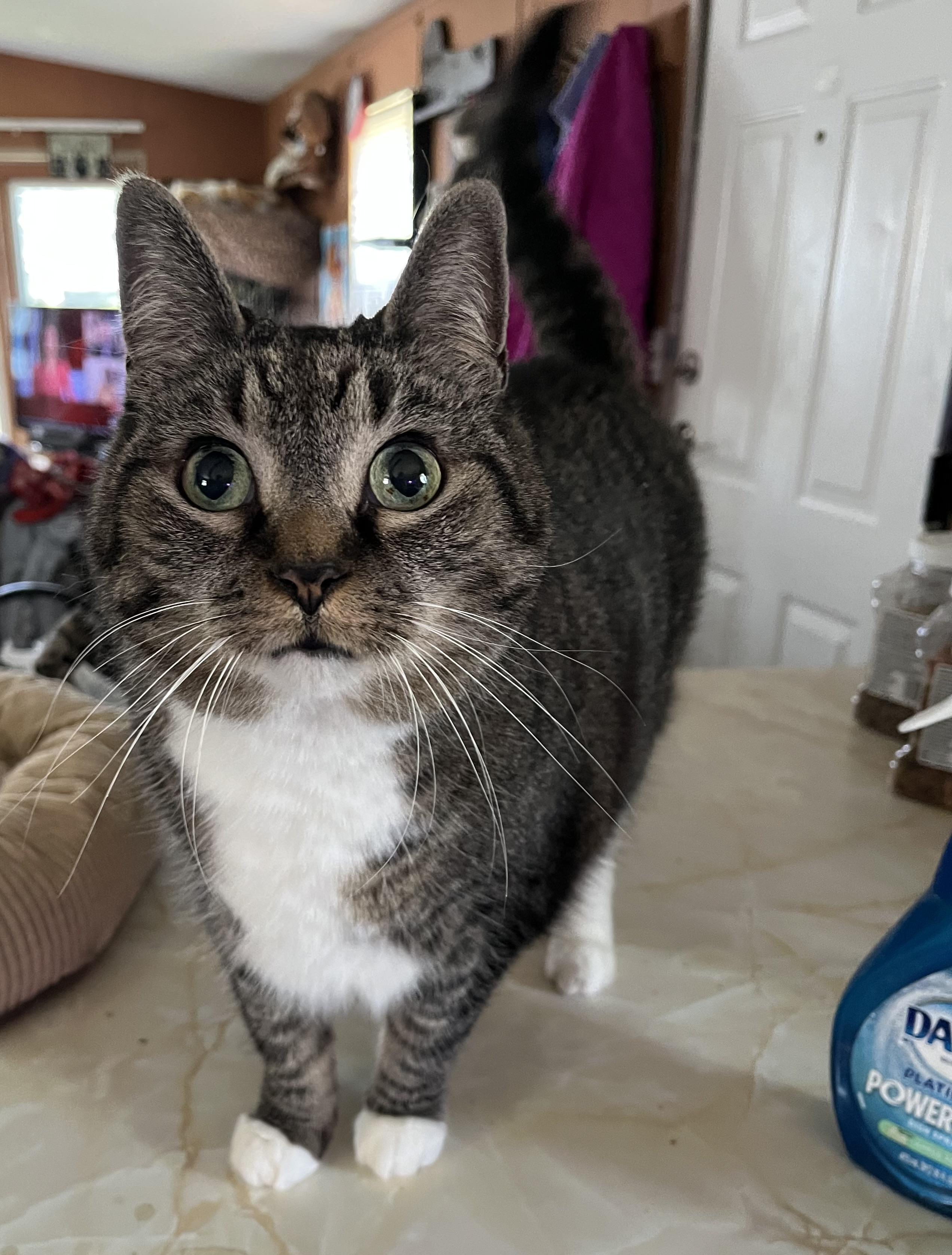 Enlarge Jasper, a Adopted Domestic Short Hair in Proctor, MN image 2/2