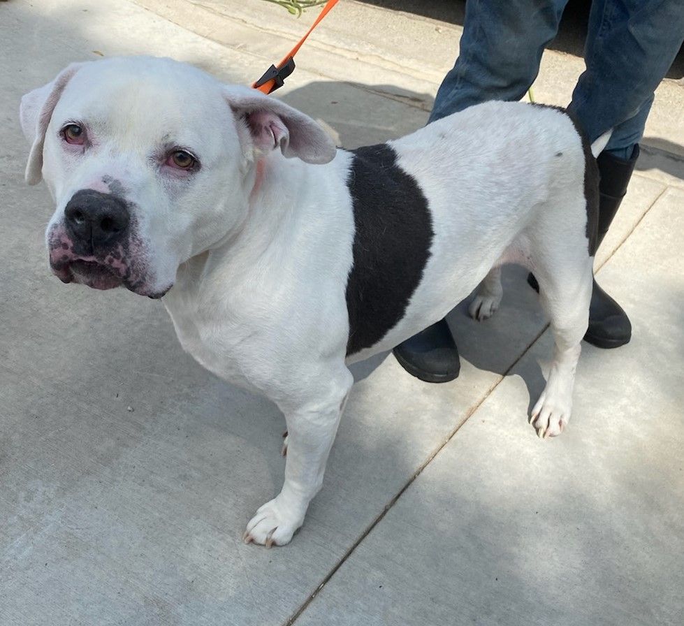 Lucky aka Frisco, a Adoptable Pit Bull Terrier in Newport Beach, CA image 1/5