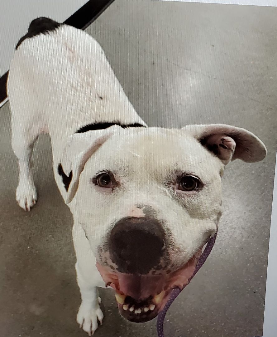 Lucky aka Frisco, a Adoptable Pit Bull Terrier in Newport Beach, CA image 2/5