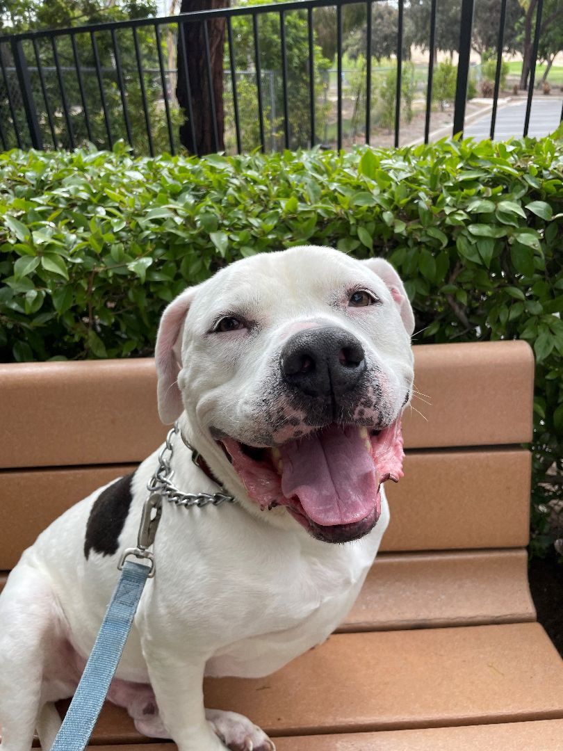 Lucky aka Frisco, a Adoptable Pit Bull Terrier in Newport Beach, CA image 3/5