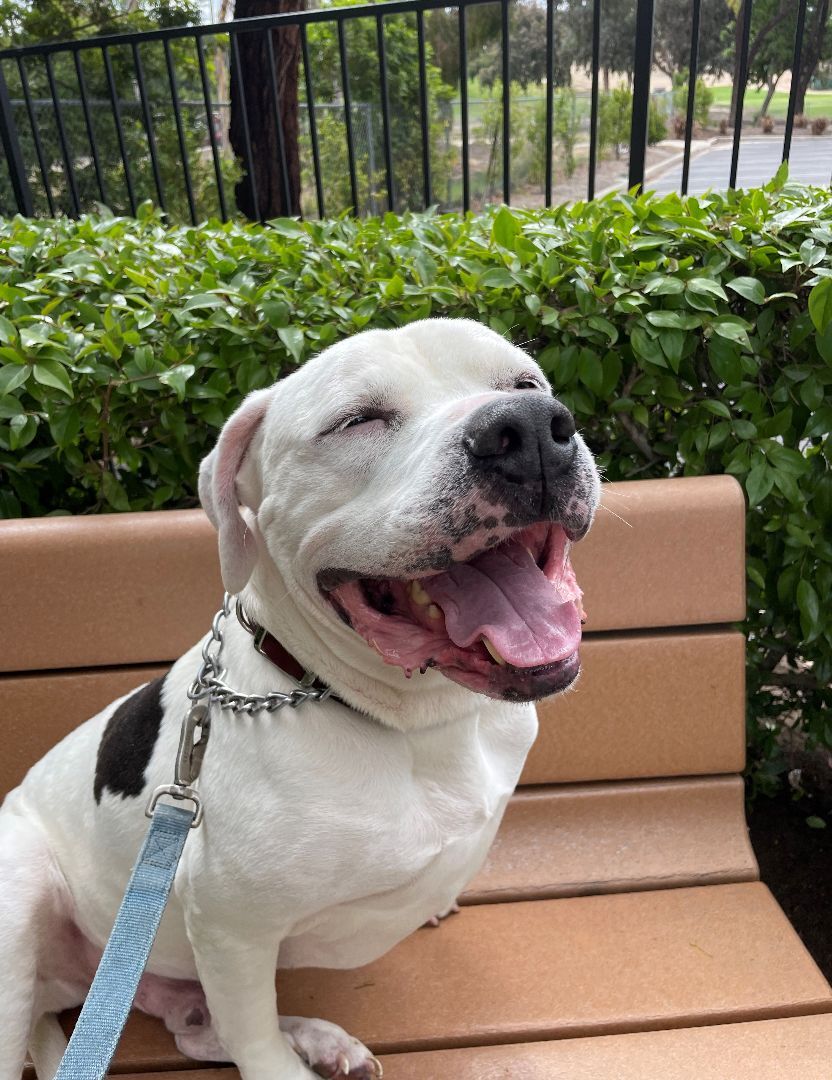 Lucky aka Frisco, a Adoptable Pit Bull Terrier in Newport Beach, CA image 4/5