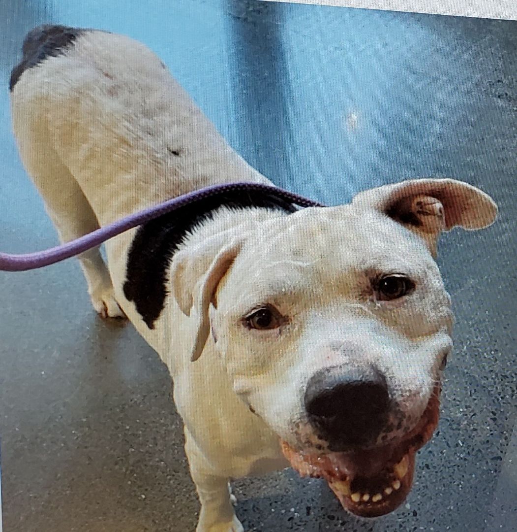 Lucky aka Frisco, a Adoptable Pit Bull Terrier in Newport Beach, CA image 5/5