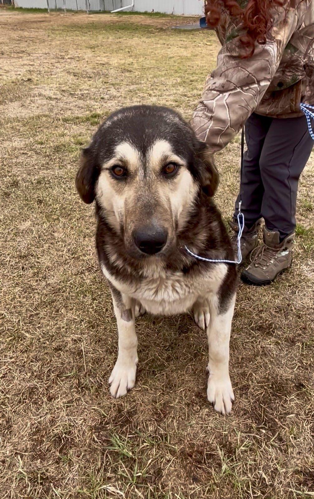 Enlarge Primrose, a ADOPTABLE mixed breed in wetaskiwin, AB image 1/1