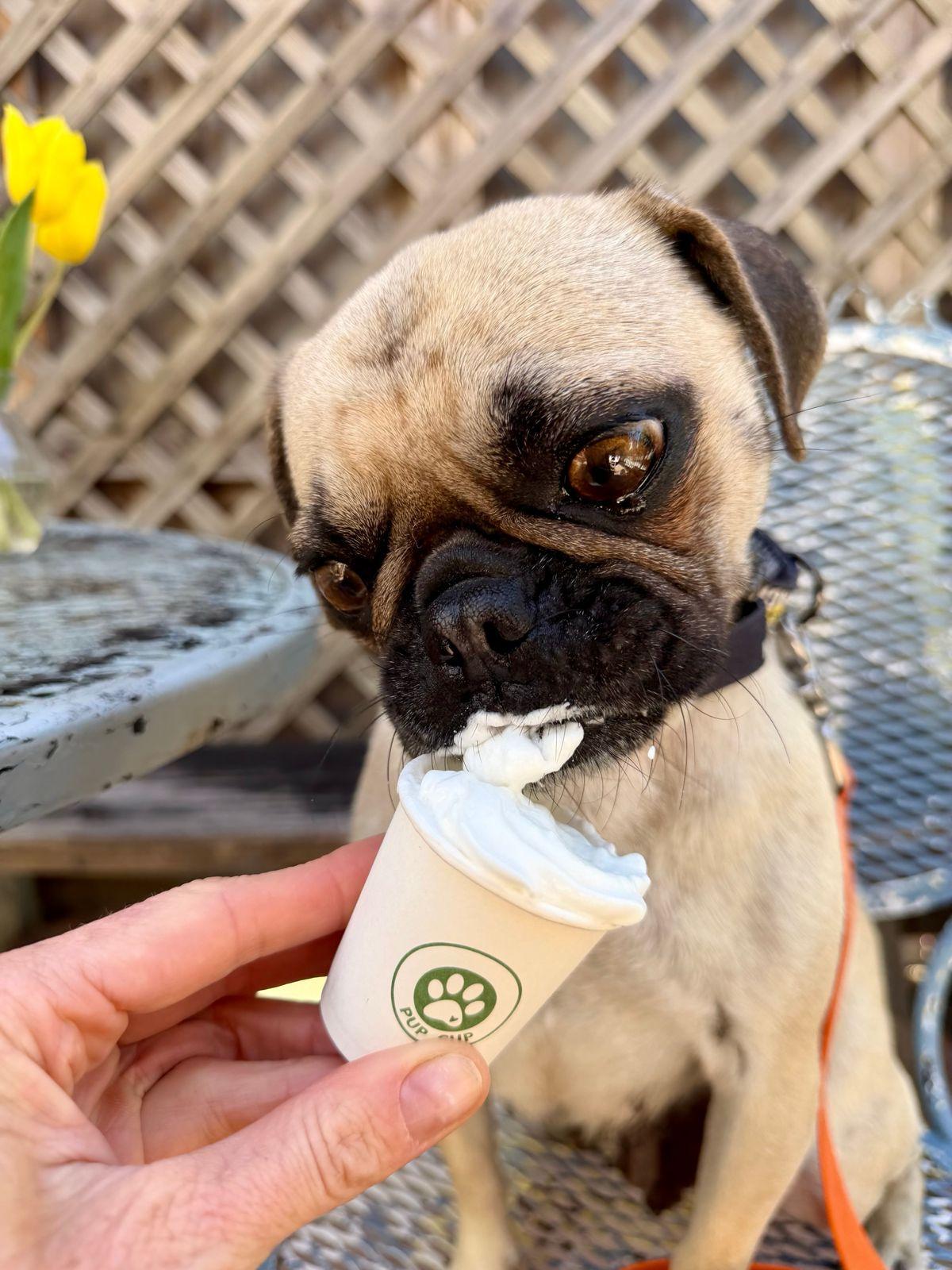 Enlarge Pearl, a ADOPTABLE Pug in Los Angeles, CA image 2/6