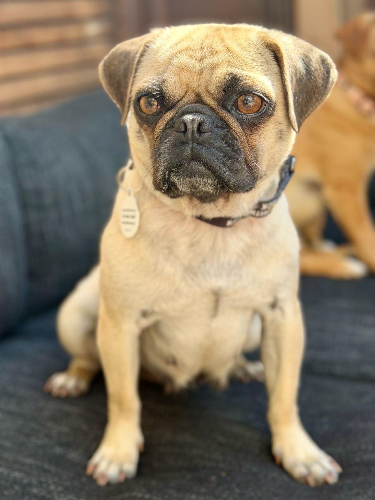 Enlarge Pearl, a ADOPTABLE Pug in Los Angeles, CA image 1/6
