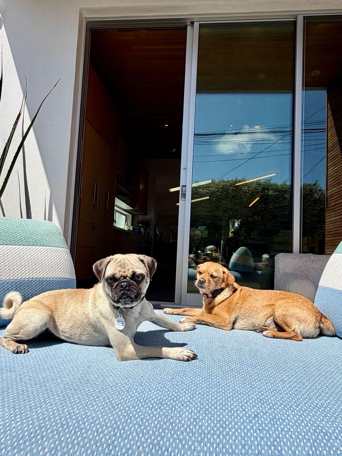 Enlarge Pearl, a ADOPTABLE Pug in Los Angeles, CA image 4/6