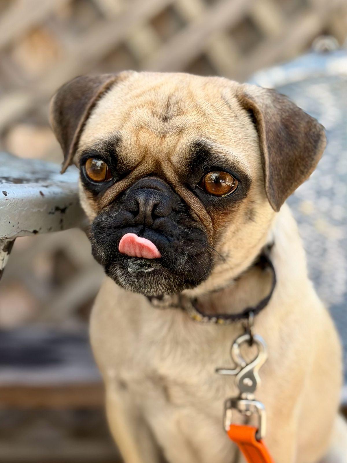 Enlarge Pearl, a ADOPTABLE Pug in Los Angeles, CA image 5/6