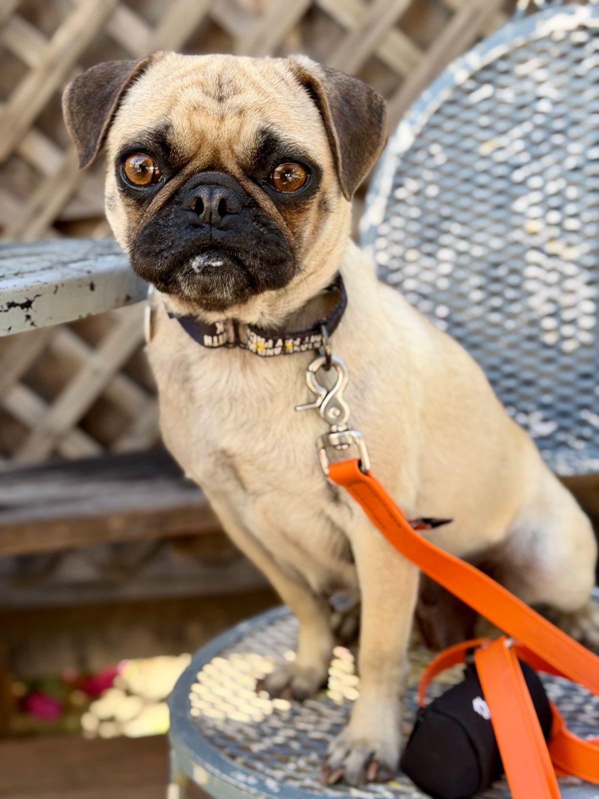 Enlarge Pearl, a ADOPTABLE Pug in Los Angeles, CA image 6/6