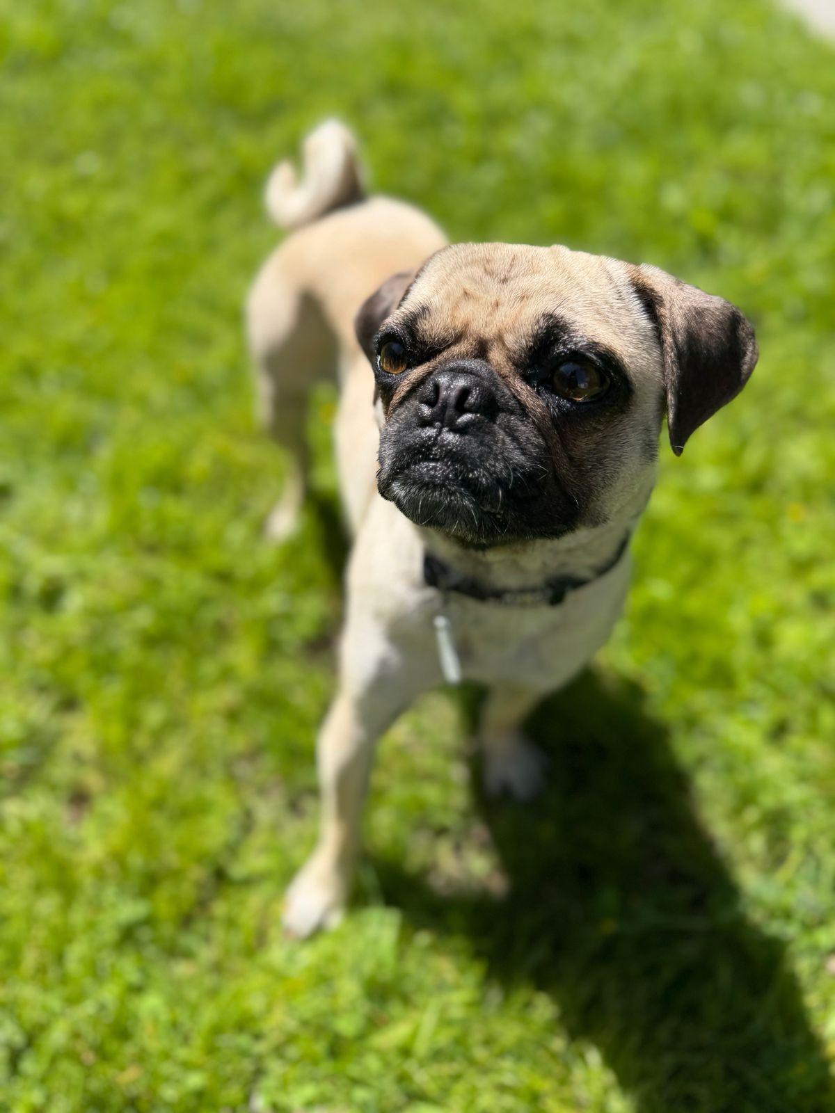 Enlarge Pearl, a ADOPTABLE Pug in Los Angeles, CA image 3/6