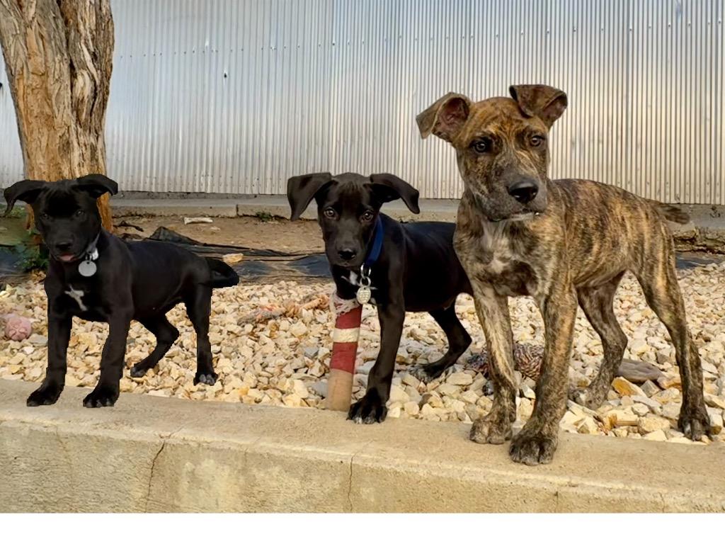 Grenache, Adoptable, Young Female Labrador Retriever & Cattle Dog.