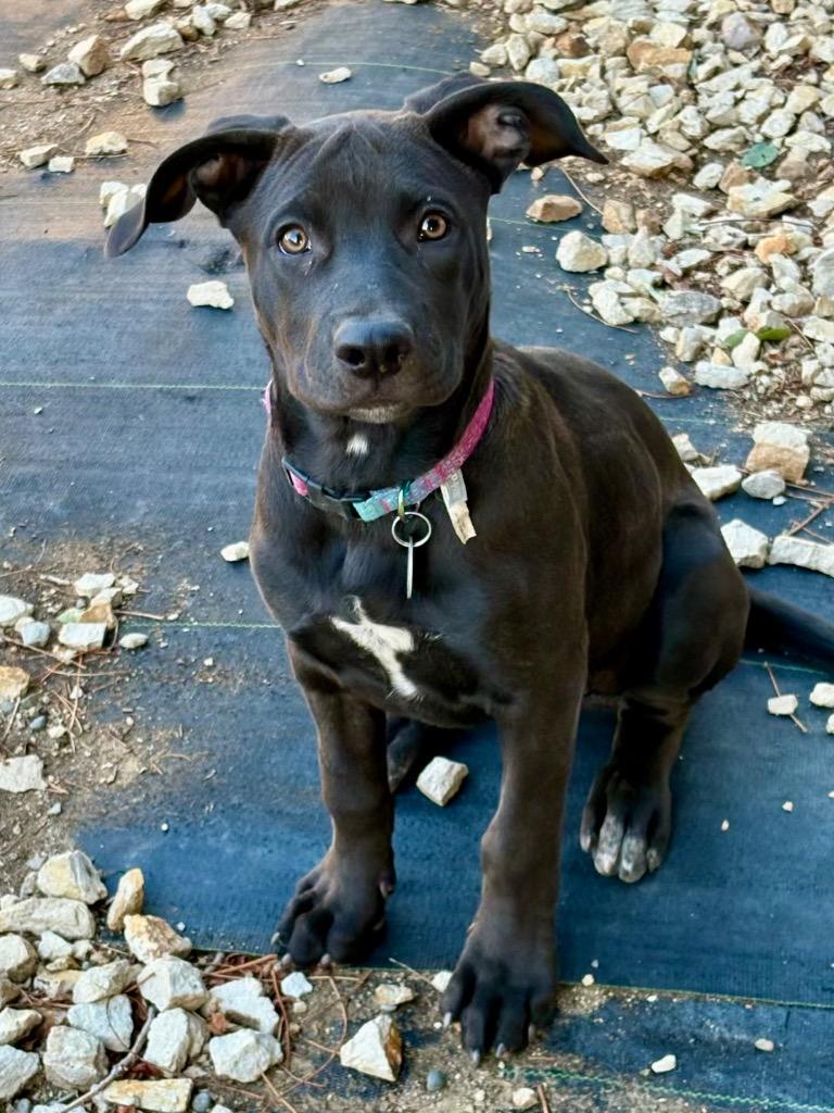 Enlarge Grenache, a Adoptable mixed breed in Reno, NV image 2/6