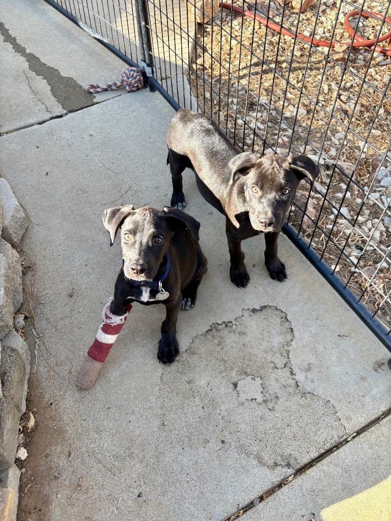 Enlarge Grenache, a Adoptable mixed breed in Reno, NV image 3/6