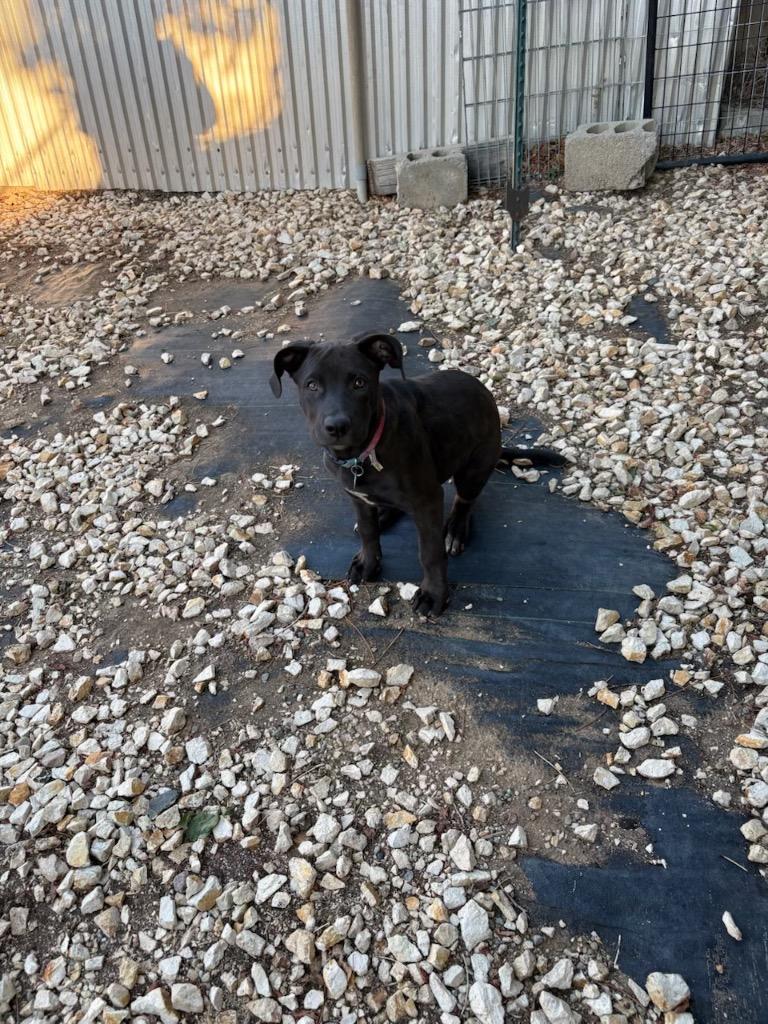 Enlarge Grenache, a Adoptable mixed breed in Reno, NV image 4/6