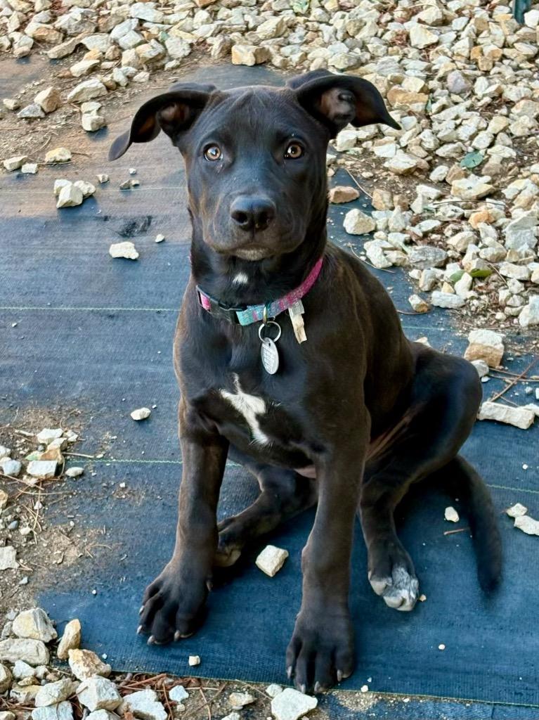 Enlarge Grenache, a Adoptable mixed breed in Reno, NV image 5/6