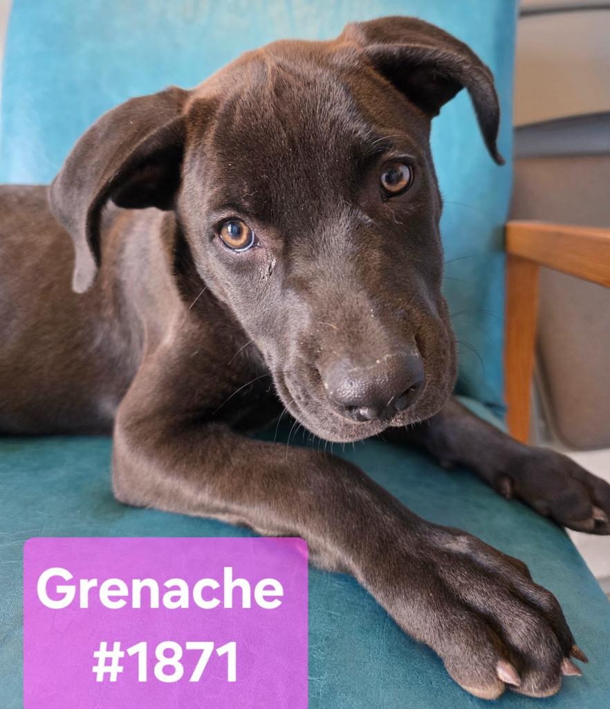 Enlarge Grenache, a Adoptable mixed breed in Reno, NV image 6/6