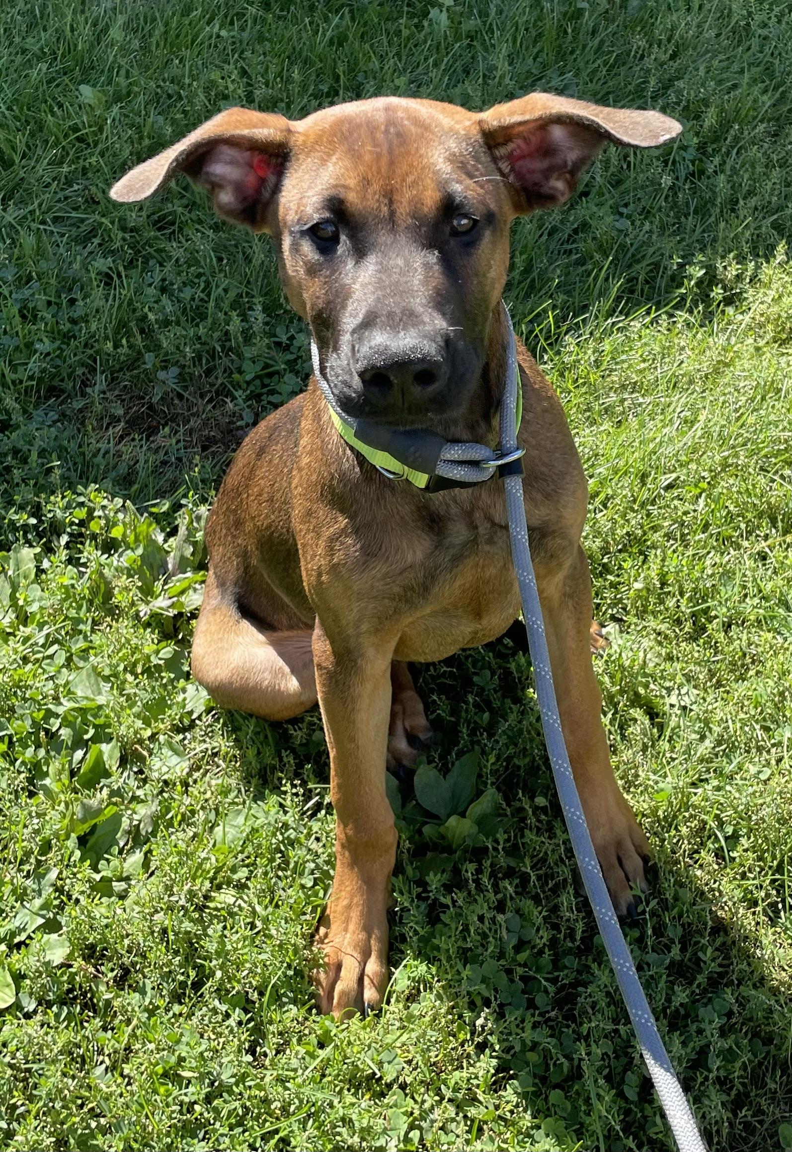 Lucky ADOPTED, Adopted, Puppy Male Doberman Pinscher & American Staffordshire Terrier.