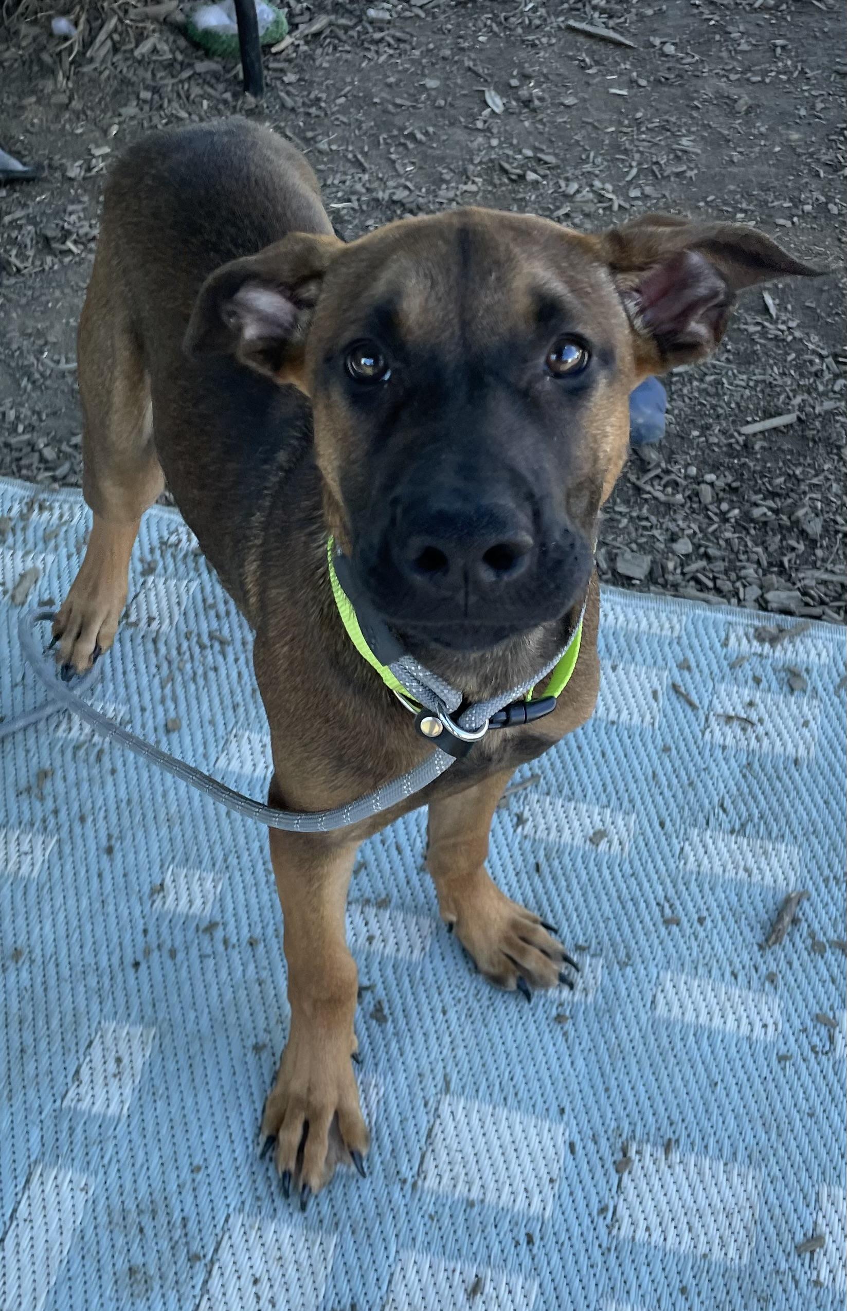 Enlarge Lucky ADOPTED, a Adopted mixed breed in Canton, OH image 4/4