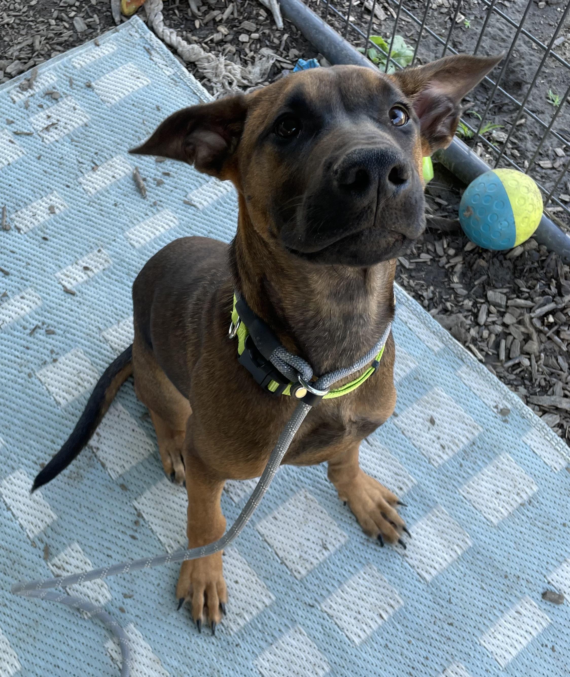 Enlarge Lucky ADOPTED, a Adopted mixed breed in Canton, OH image 3/4