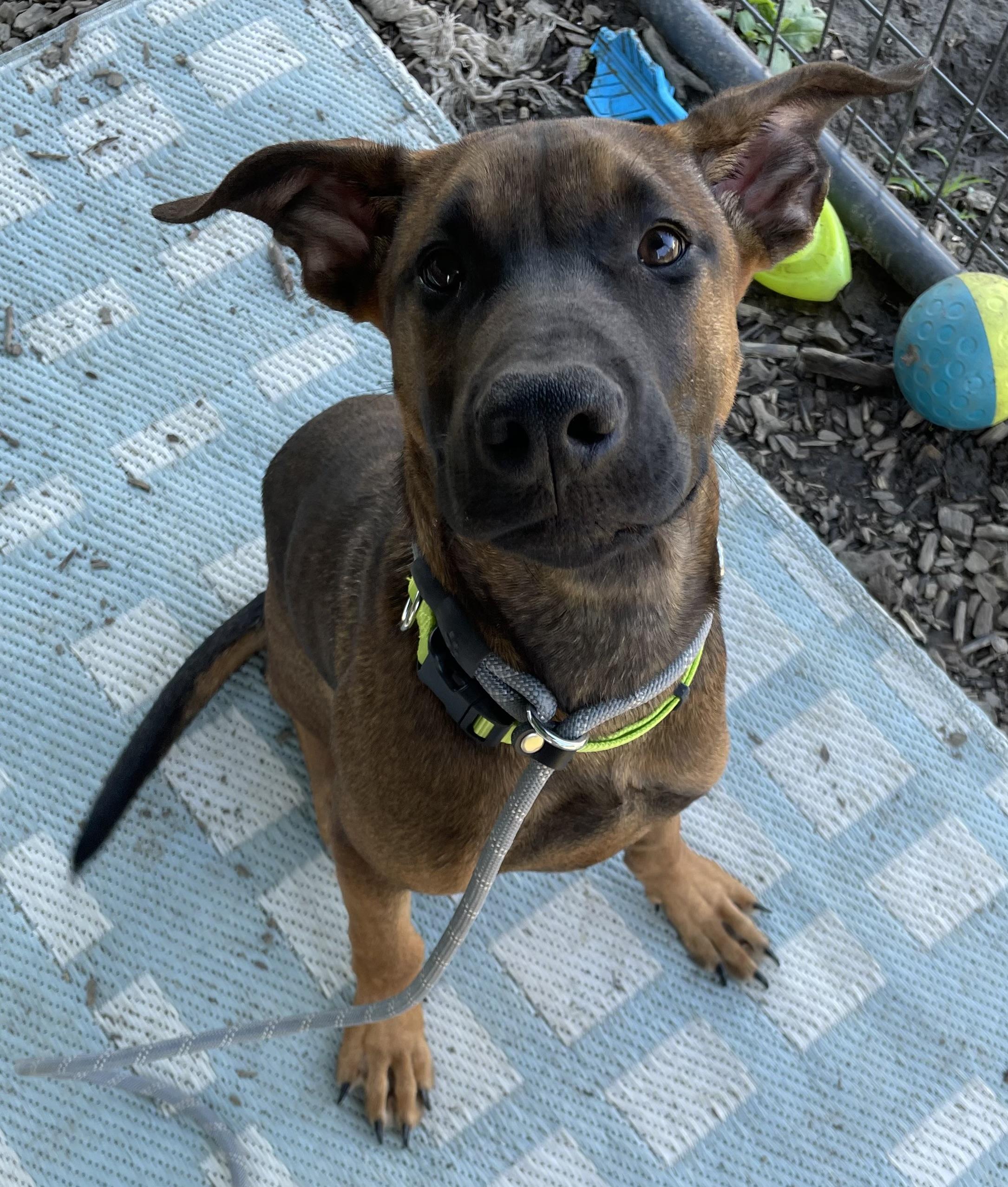 Enlarge Lucky ADOPTED, a Adopted mixed breed in Canton, OH image 2/4