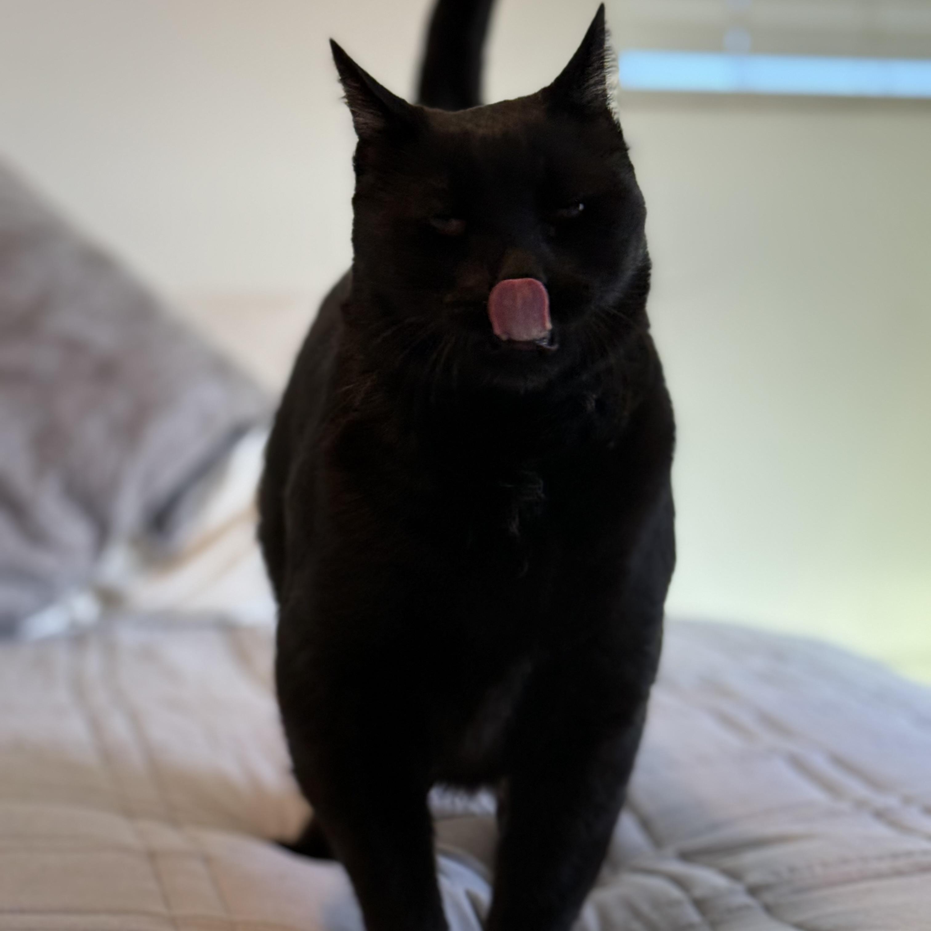 Enlarge Cammy, a Adoptable Bombay in Torrance, CA image 2/6