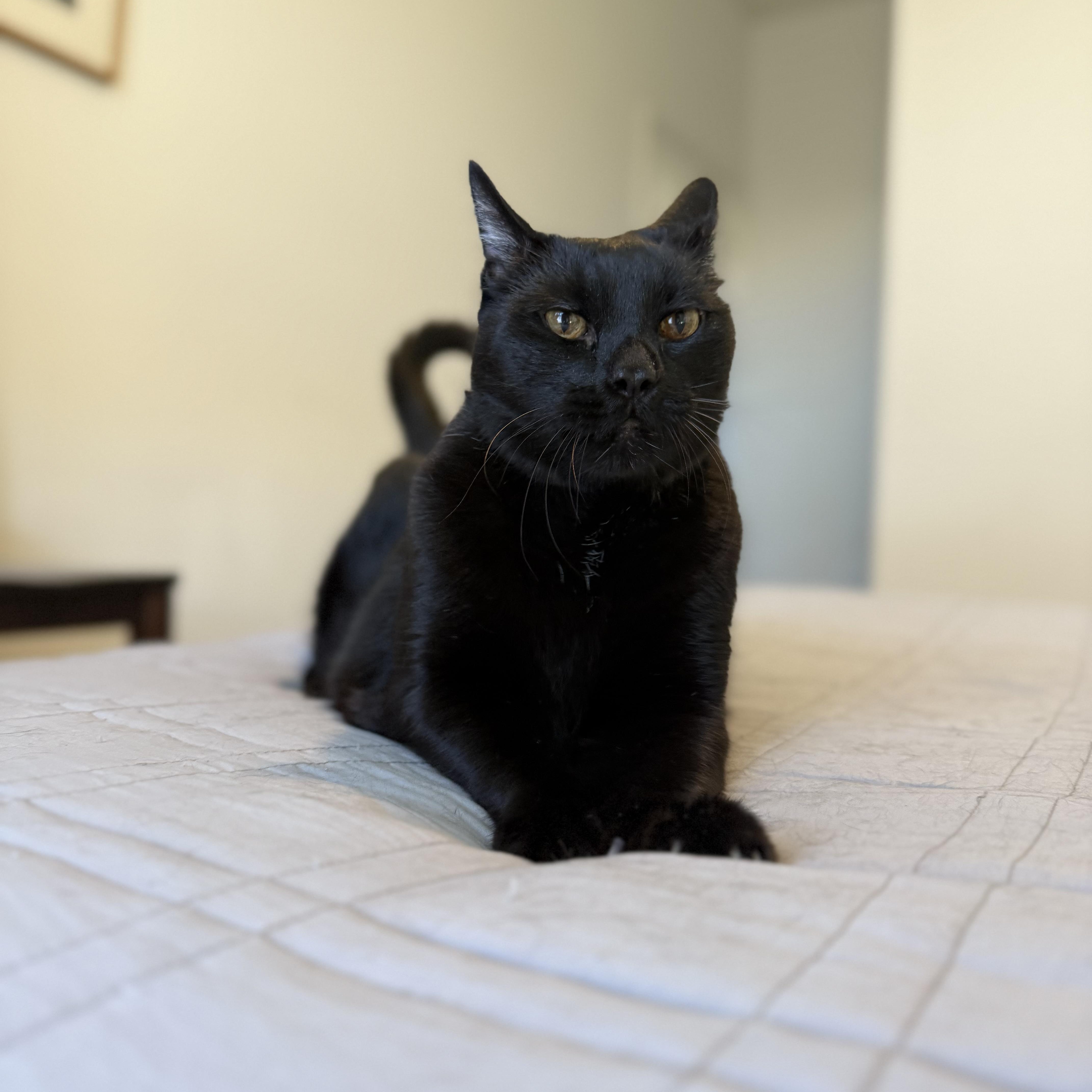 Enlarge Cammy, a Adoptable Bombay in Torrance, CA image 6/6