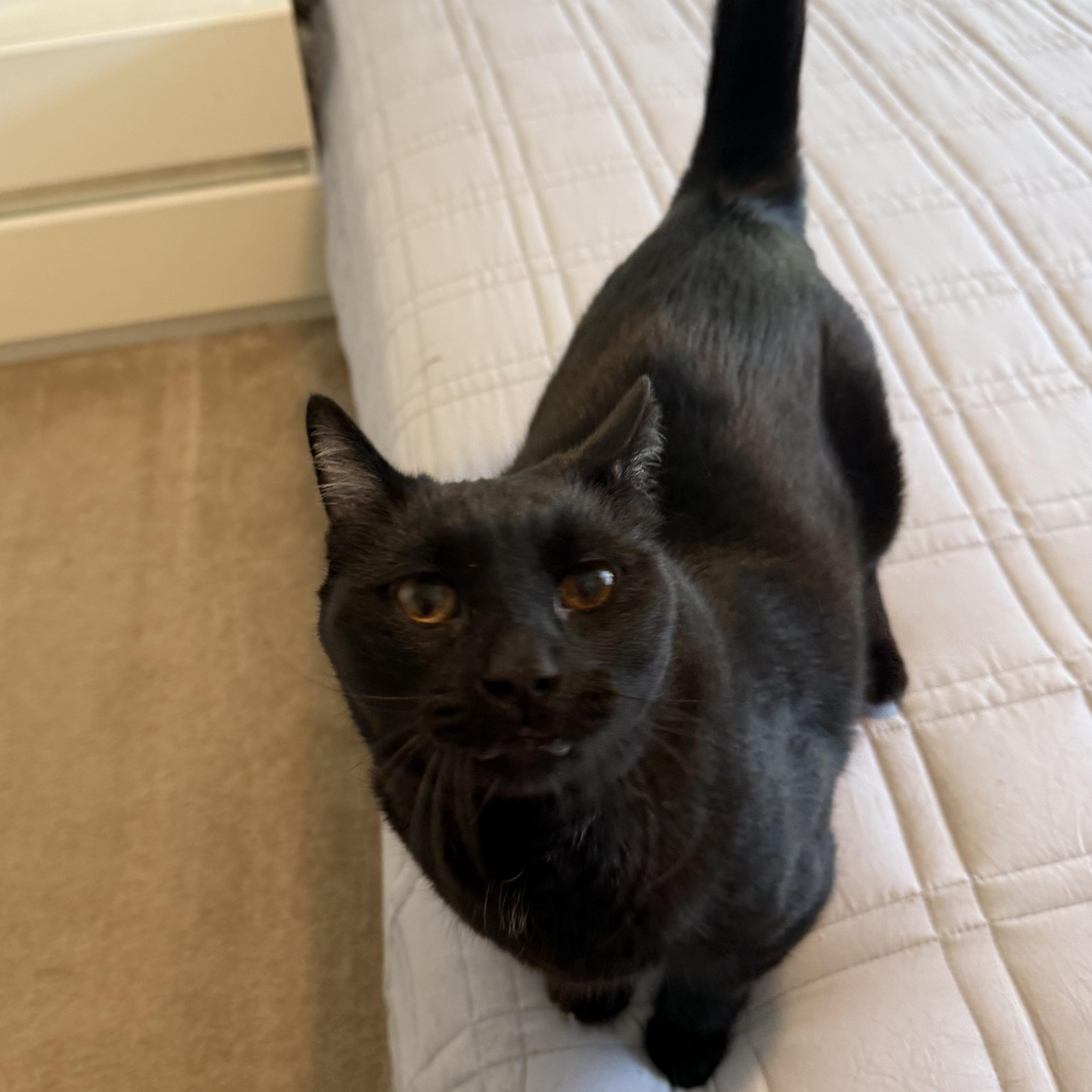 Enlarge Cammy, a Adoptable Bombay in Torrance, CA image 3/6