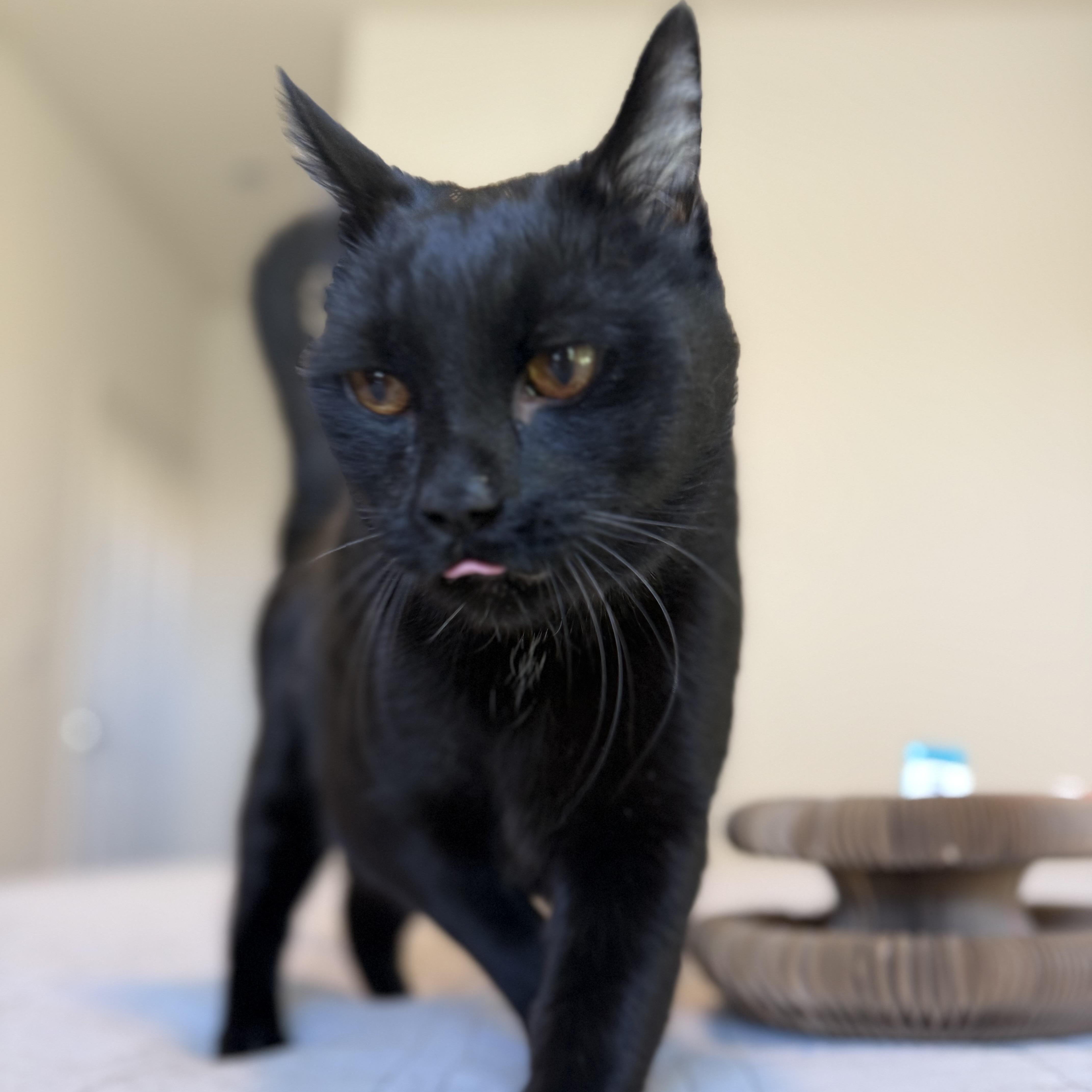 Enlarge Cammy, a Adoptable Bombay in Torrance, CA image 5/6