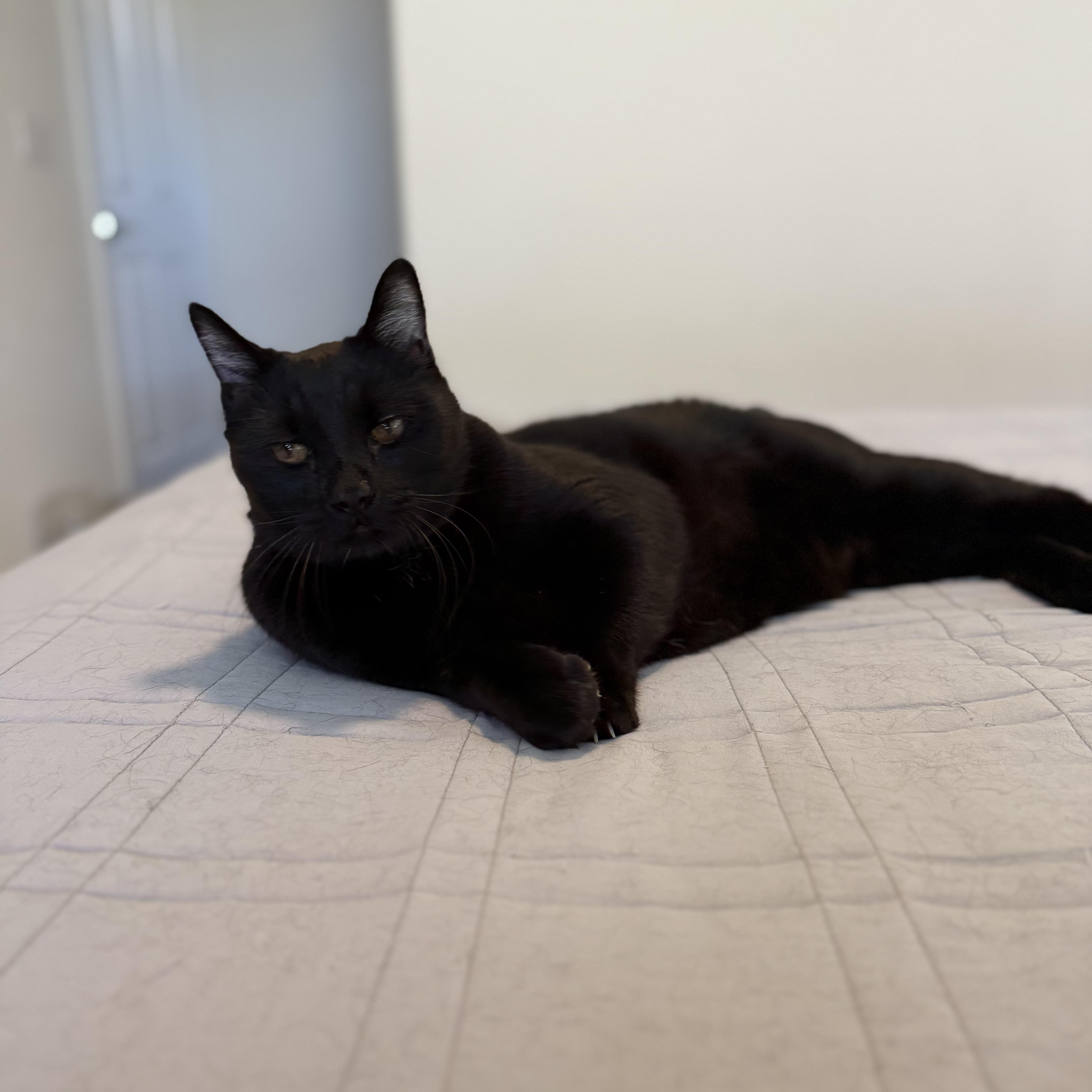 Enlarge Cammy, a Adoptable Bombay in Torrance, CA image 1/6