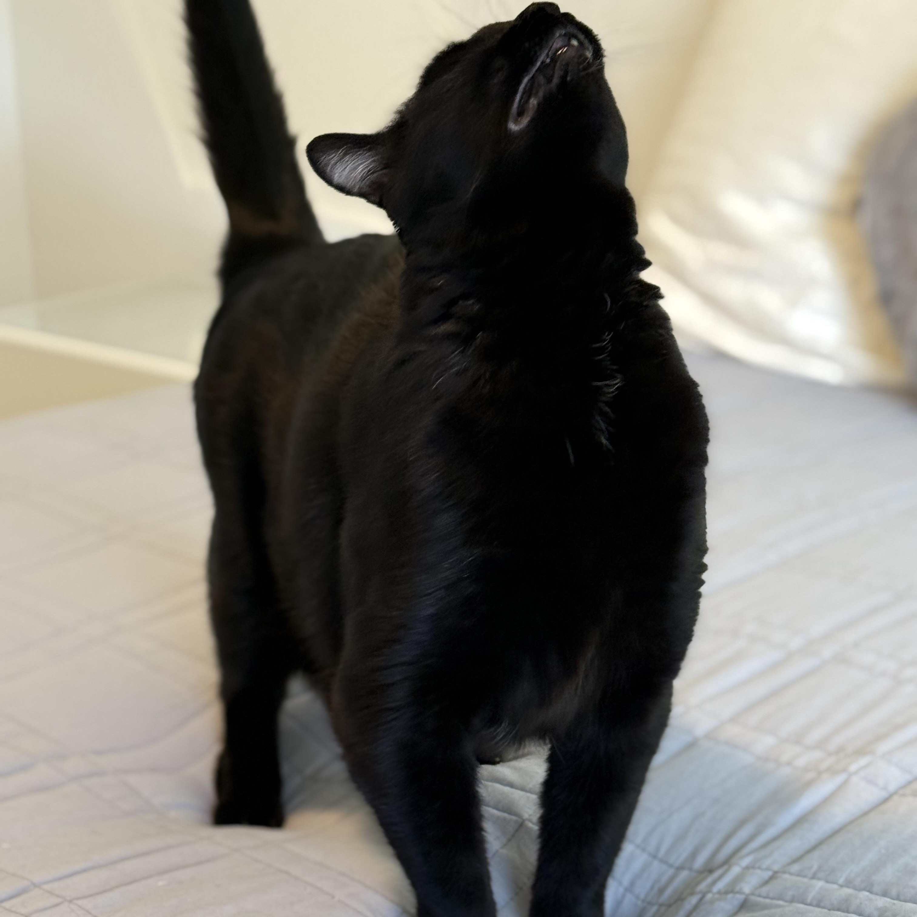 Enlarge Cammy, a Adoptable Bombay in Torrance, CA image 4/6