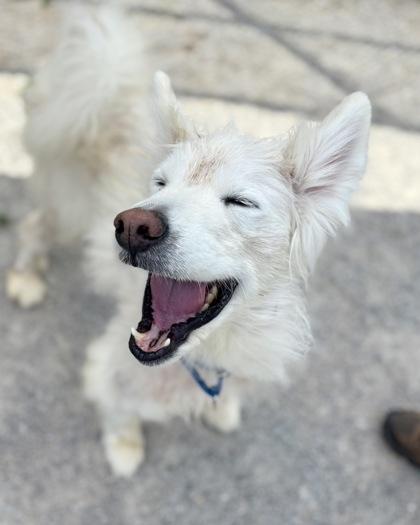 Milo - in foster!, Adoptable, Adult Male Mixed Breed.
