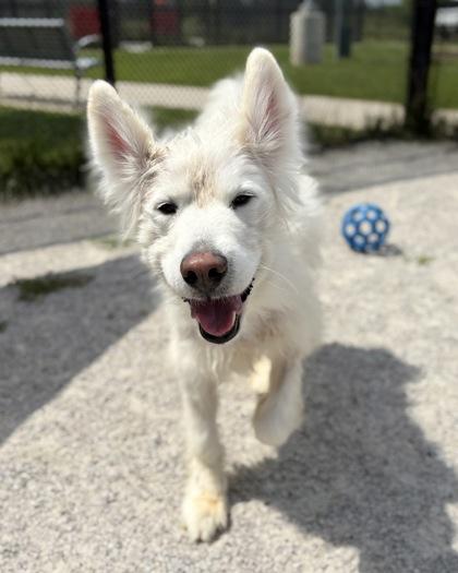 Enlarge Milo - in foster!, a Adoptable Mixed Breed in Fairfax, VA image 2/3