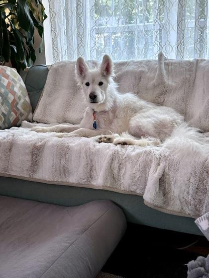 Enlarge Milo - in foster!, a Adoptable Mixed Breed in Fairfax, VA image 3/3