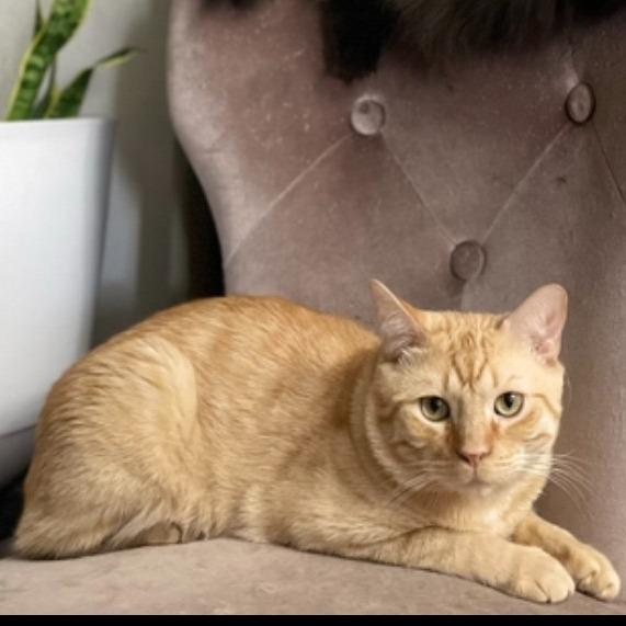 Flakoko, Adoptable, Senior Male Domestic Short Hair.