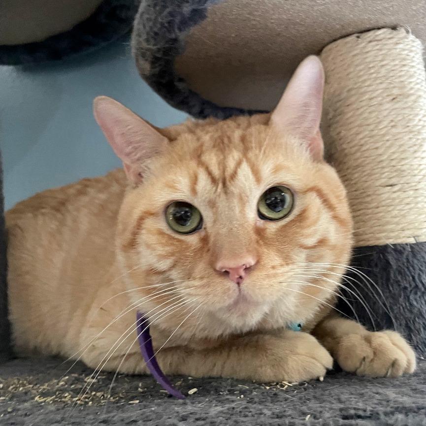 Enlarge Flakoko, a Adoptable Domestic Short Hair in Las Vegas, NV image 2/2