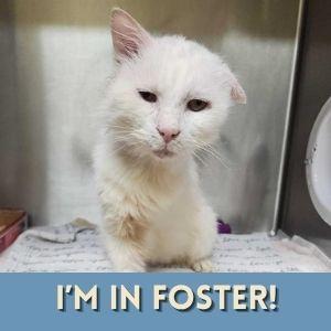 ALABASTER, Adoptable, Senior Male Domestic Short Hair.
