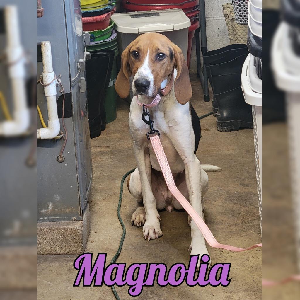 Magnolia, a Adoptable Treeing Walker Coonhound in Hillsboro, OH image 2/2