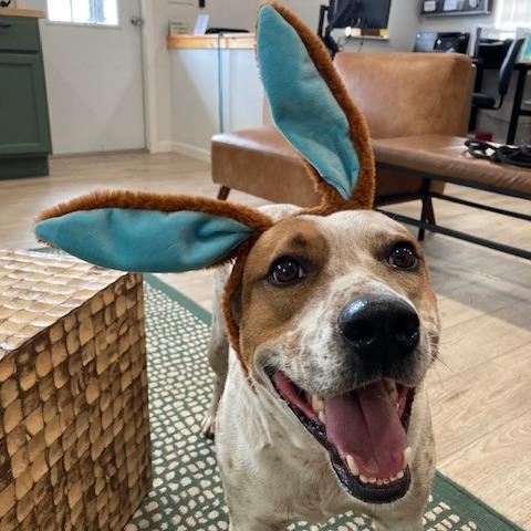 Enlarge ELFIE (393), a Adoptable mixed breed in Indiantown, FL image 1/6