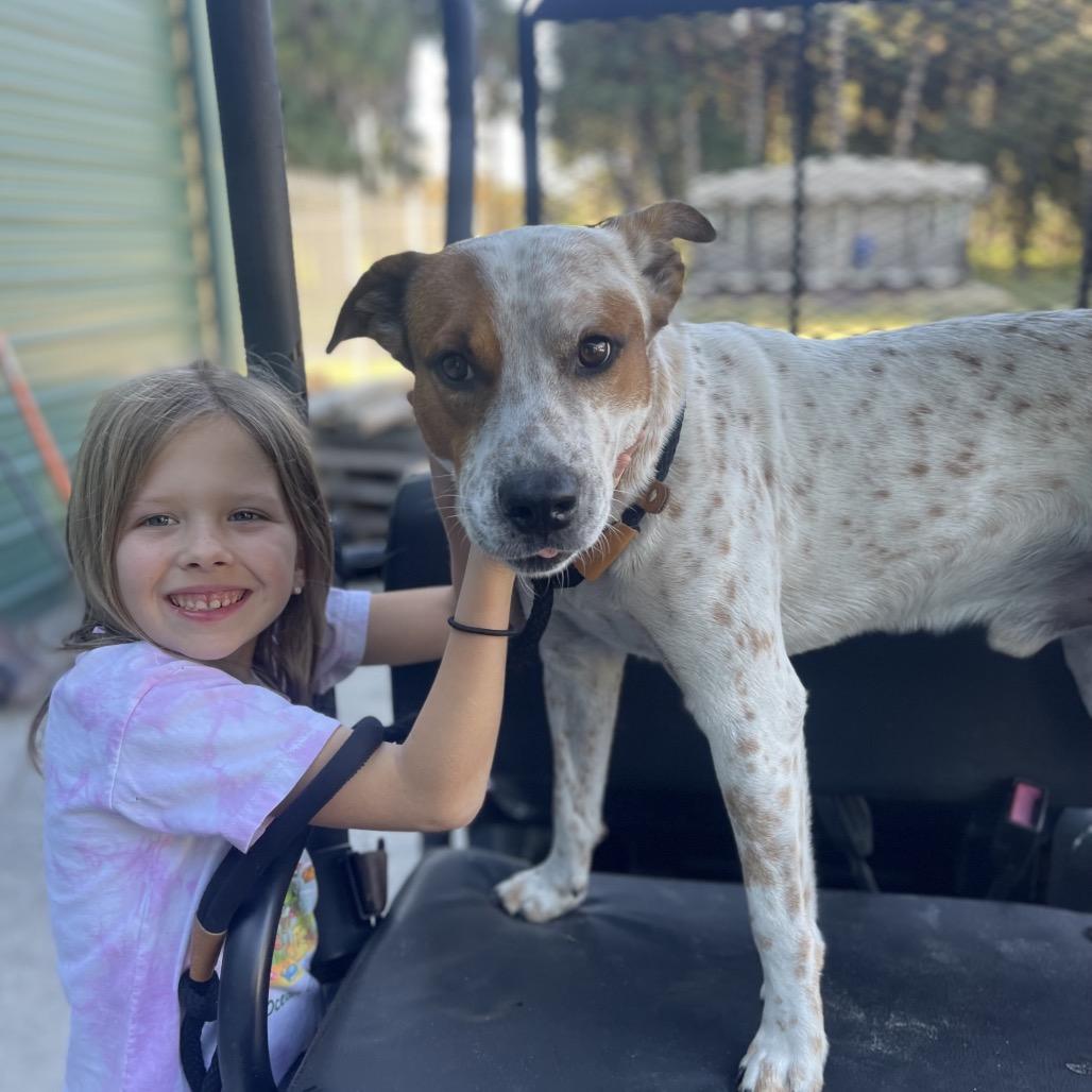 Enlarge ELFIE (393), a Adoptable mixed breed in Indiantown, FL image 3/6