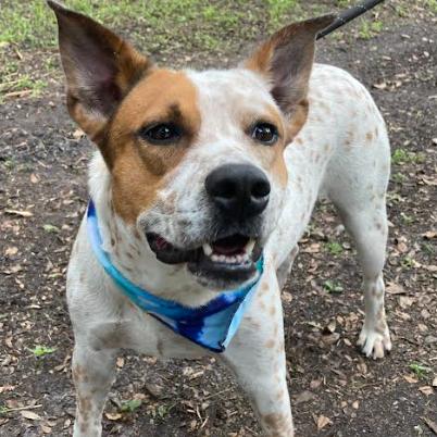 Enlarge ELFIE (393), a Adoptable mixed breed in Indiantown, FL image 4/6