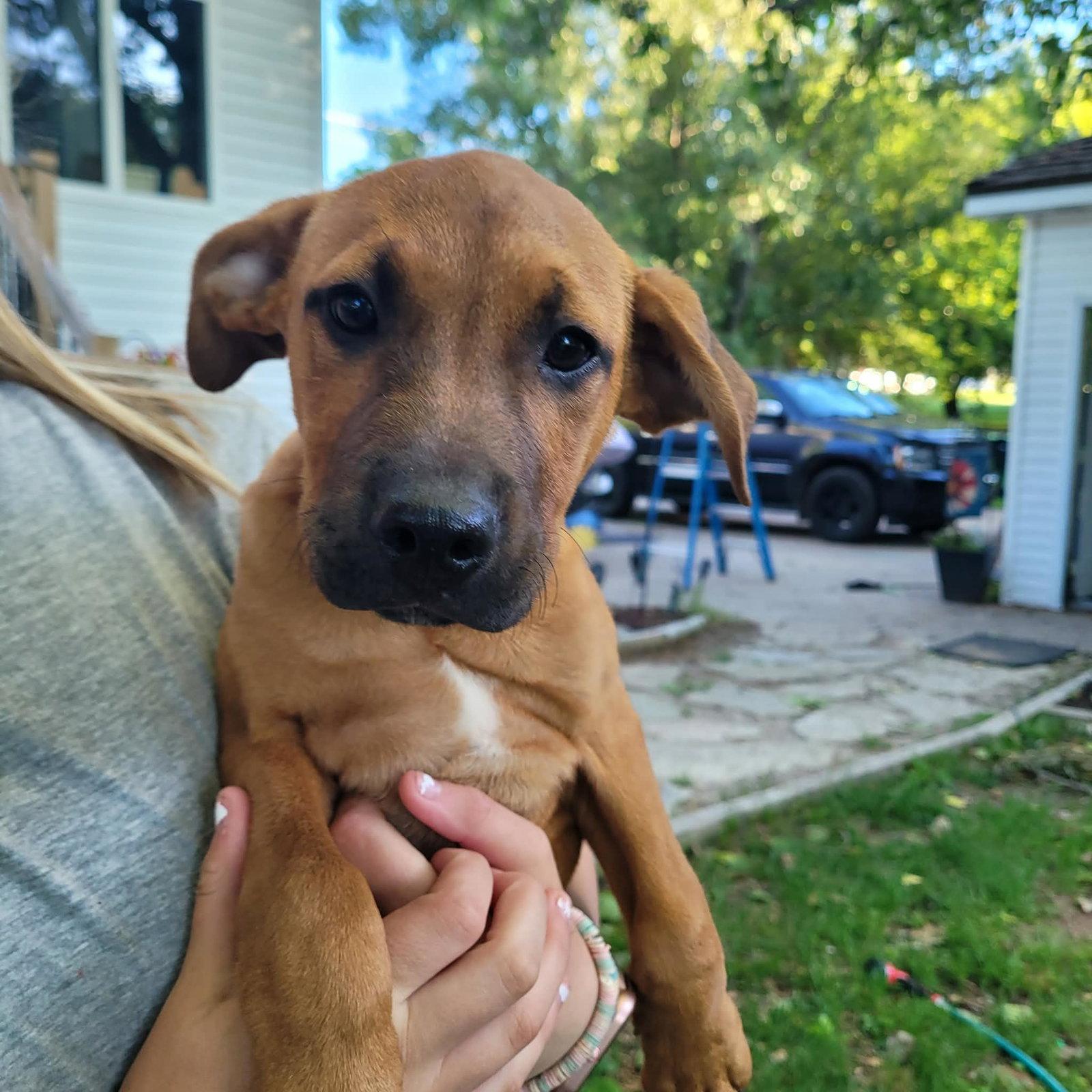 Knoxx, adopted, Puppy Male Pit Bull Terrier.
