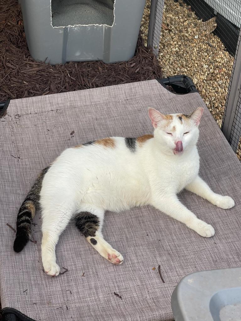 KAY, a Adoptable Calico in Maitland, FL image 2/4