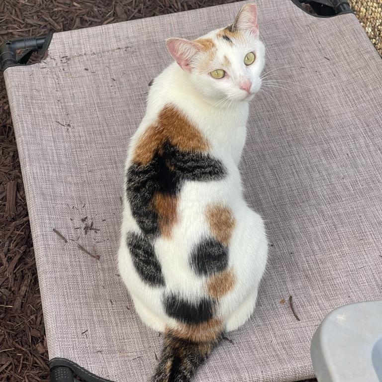 KAY, a Adoptable Calico in Maitland, FL image 1/4
