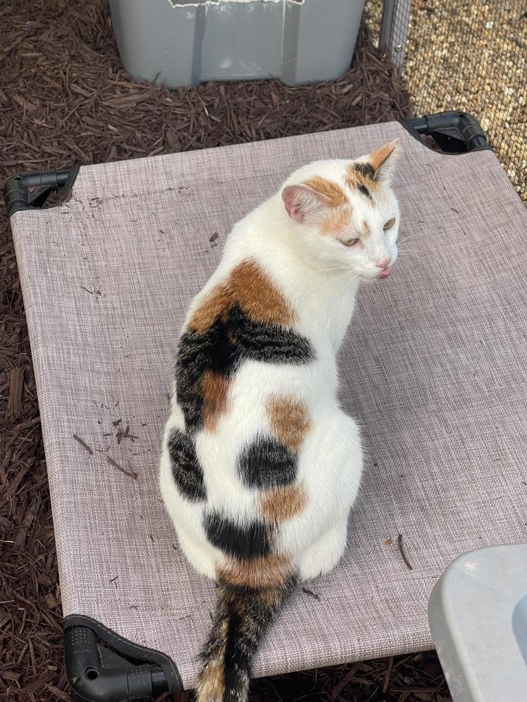 KAY, a Adoptable Calico in Maitland, FL image 3/4