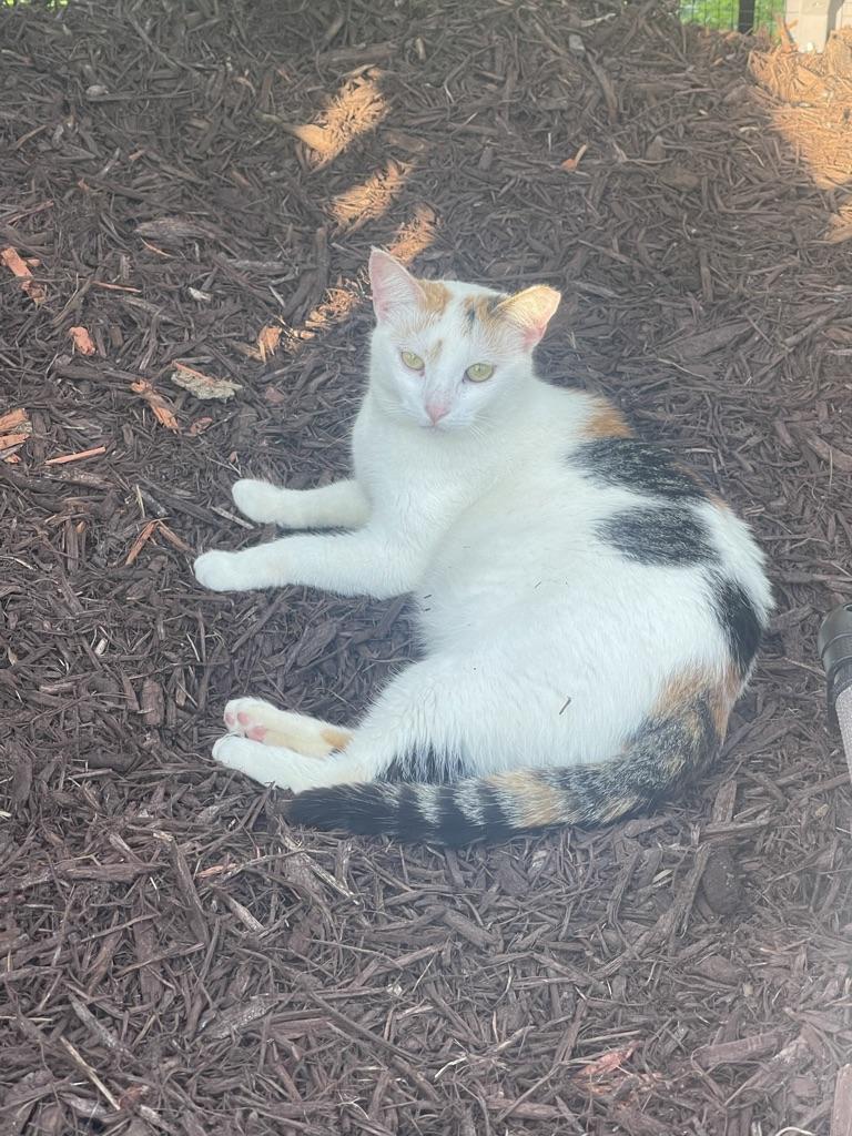 KAY, a Adoptable Calico in Maitland, FL image 4/4