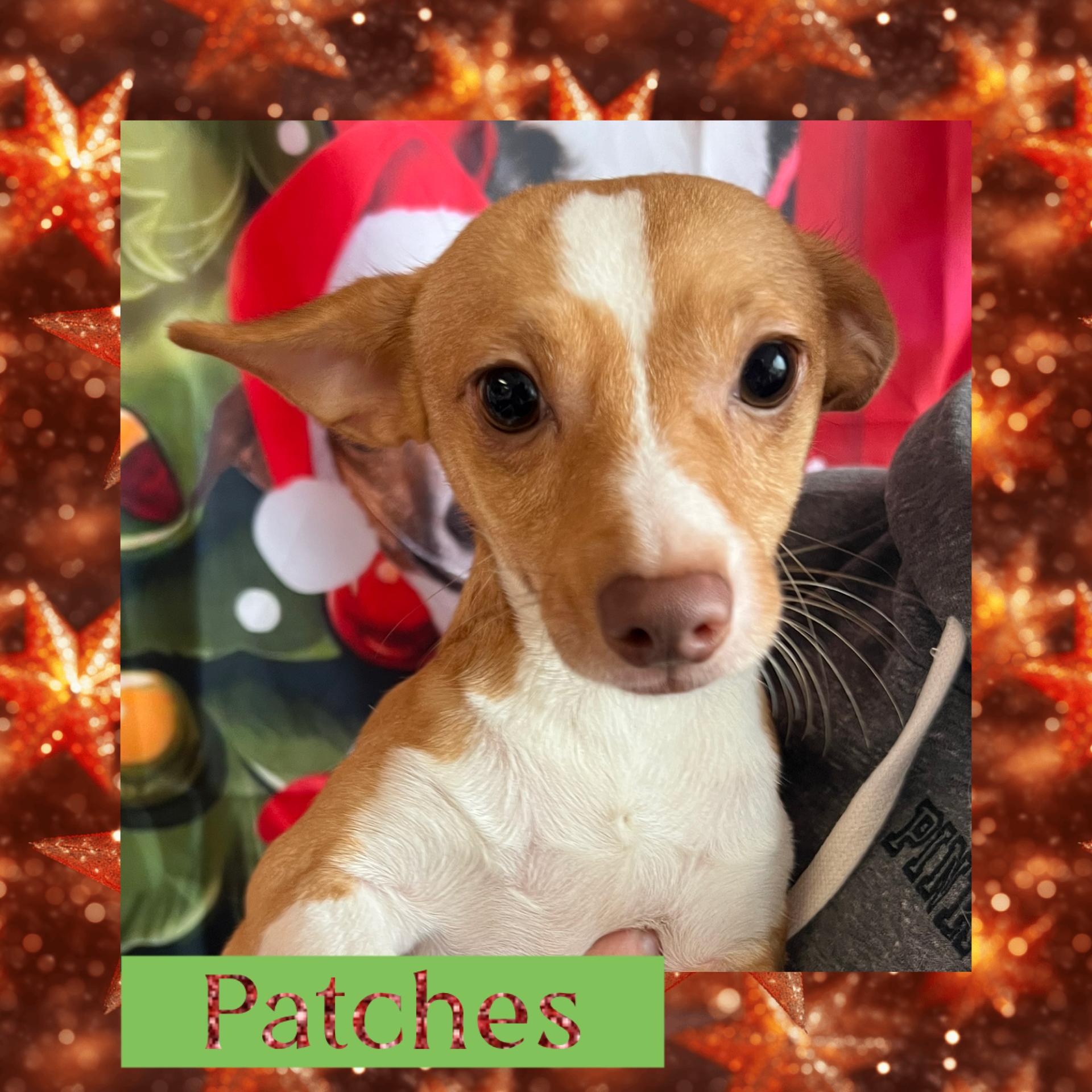 Patches, ADOPTABLE, Young Male Chiweenie.