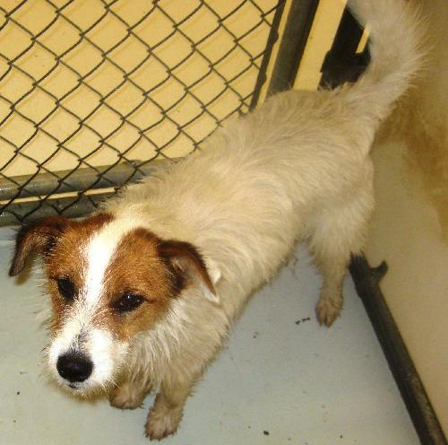 Enlarge TRUMAN -URGENT FOSTER NEEDED, a Adopted Cairn Terrier in Franklin, TN image 1/2